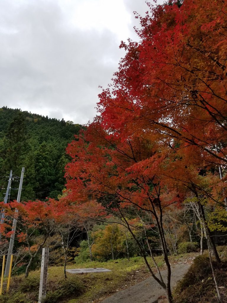 秋から冬へ ハッピーいの町ターン 秋から冬へ ハッピーいの町ターン