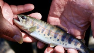 【本川】いの町の清流に息づくアメゴとイワナ｜源流が育てる山里の宝