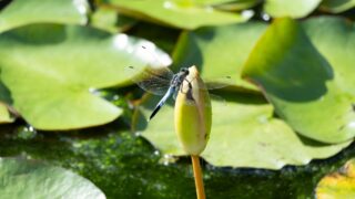 【全域】いの町エリアで観察できる水生昆虫ガイド｜仁淀川の“川虫”から清流を読む