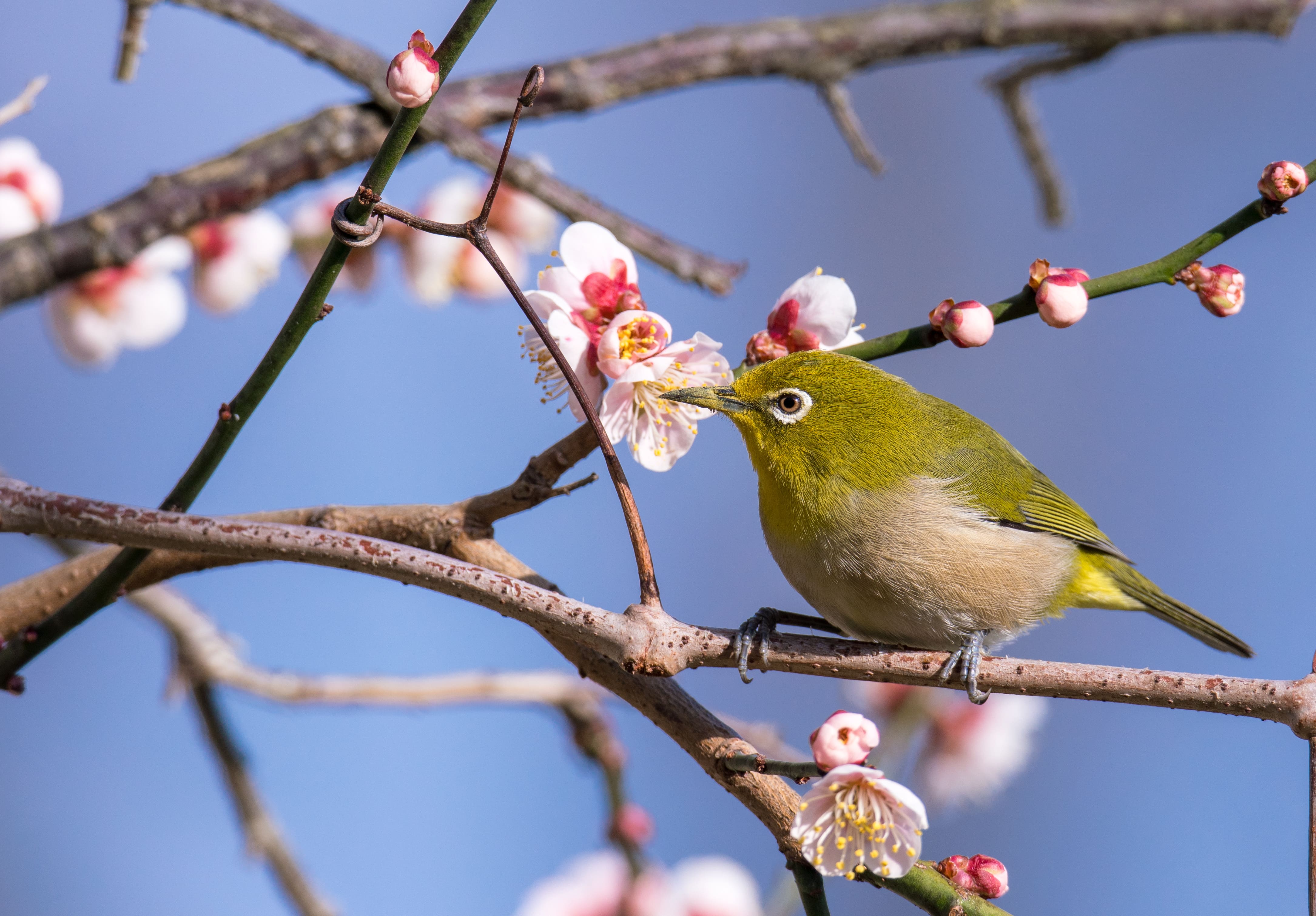 【全域】いの町で出会える野鳥ウォッチング超入門