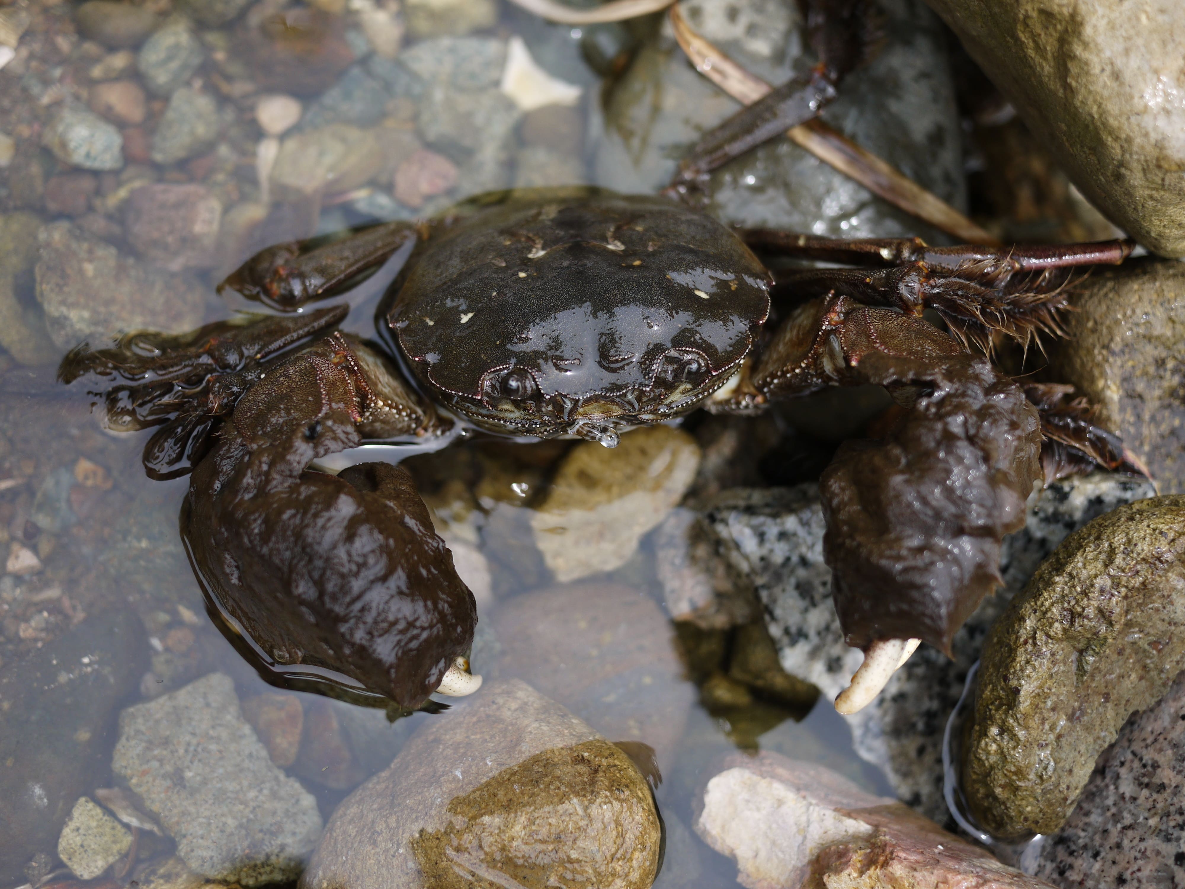 【全域】仁淀川の生き物図鑑｜魚・水生昆虫・植物から見る「奇跡の清流」の多様性